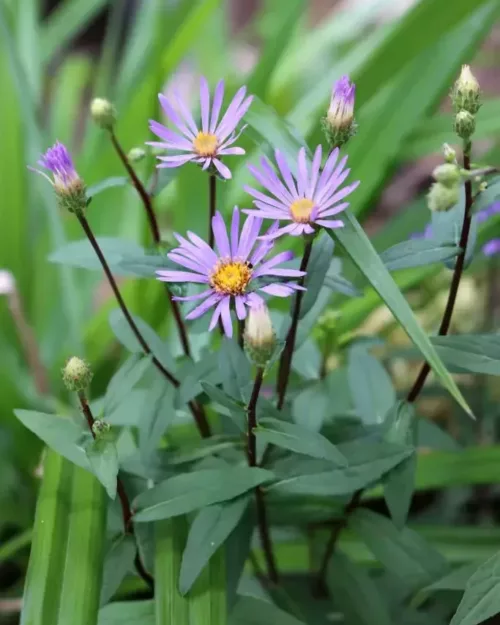 Aster radula 'August Sky', Raspel-Aster