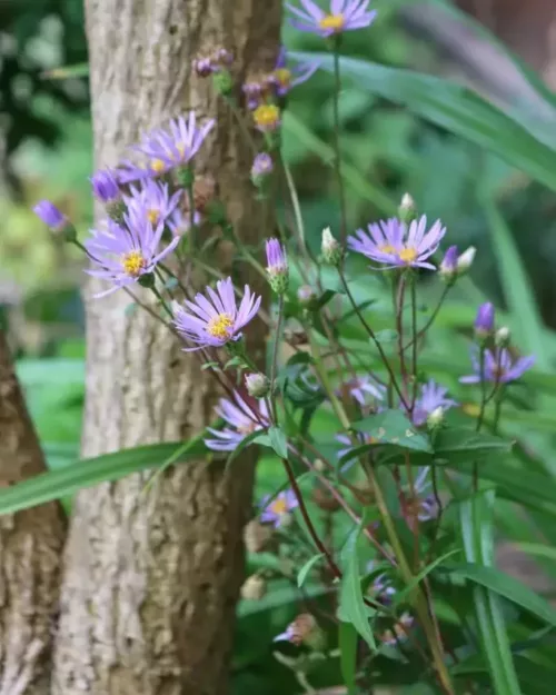 Aster radula 'August Sky', Raspel-Aster