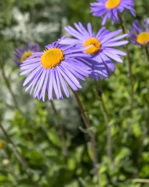 Aster tongolensis, Sechuan-Aster