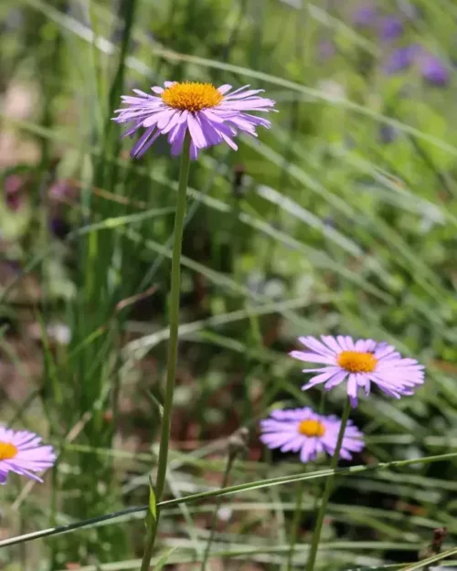 Aster tongolensis, Sechuan-Aster