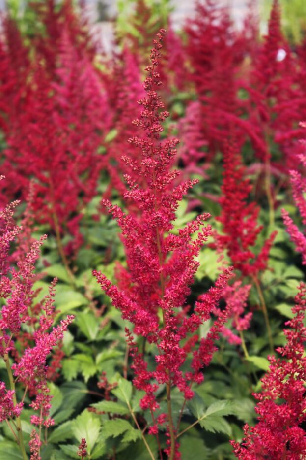 Astilbe 'Fanal'