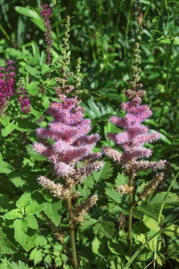 Astilbe 'Pumila', Zwerg-Prachtspiere