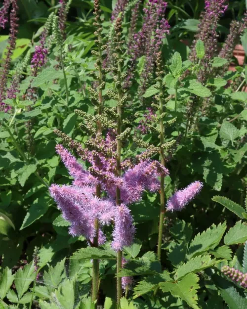 Astilbe 'Pumila', Zwerg-Prachtspiere