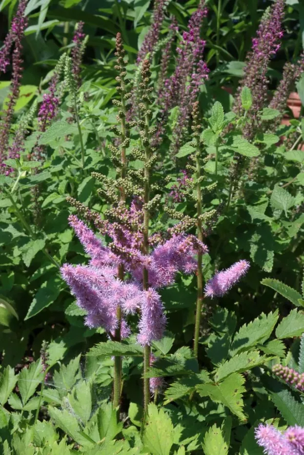 Astilbe 'Pumila', Zwerg-Prachtspiere