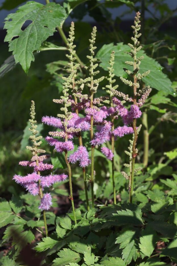 Astilbe chinensis var. pumila - Zwergastilbe