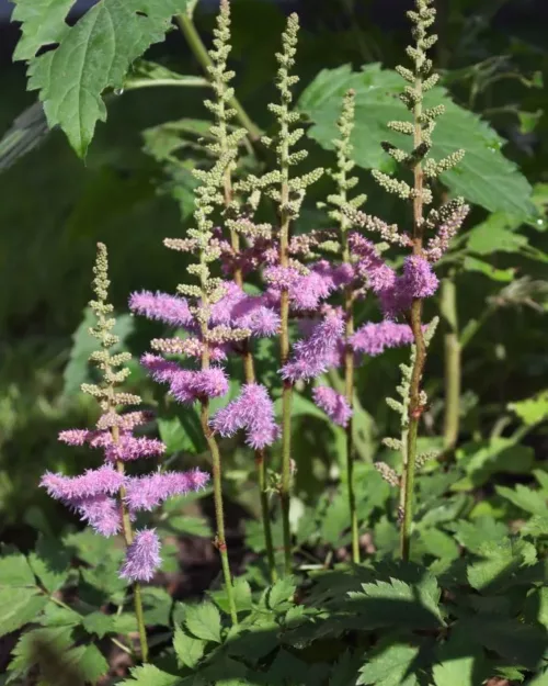 Astilbe chinensis var. pumila - Zwergastilbe