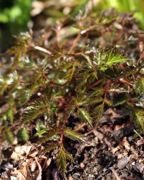 Astilbe simplicifolia 'Sprite' - Zwerg-Prachtspiere