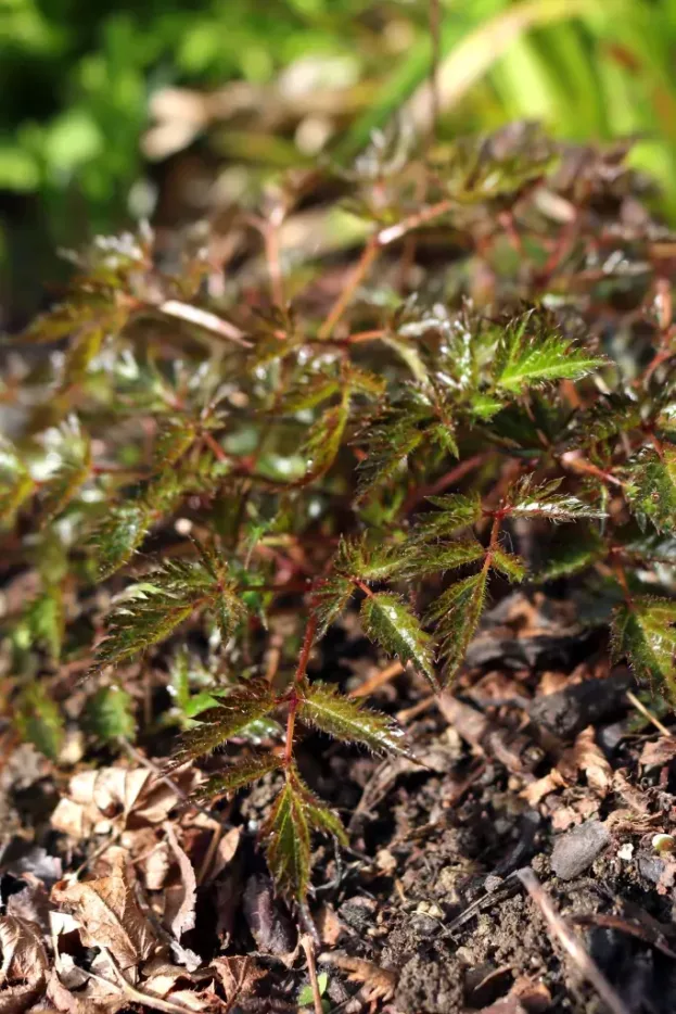 Astilbe simplicifolia 'Sprite' - Zwerg-Prachtspiere