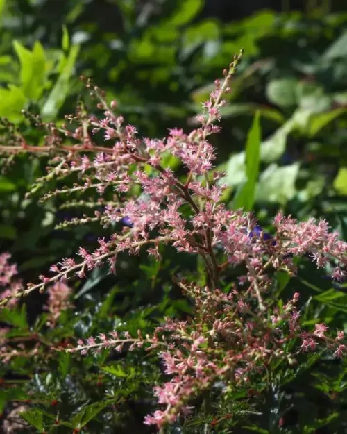Astilbe simplicifolia 'Sprite' - Zwerg-Prachtspiere