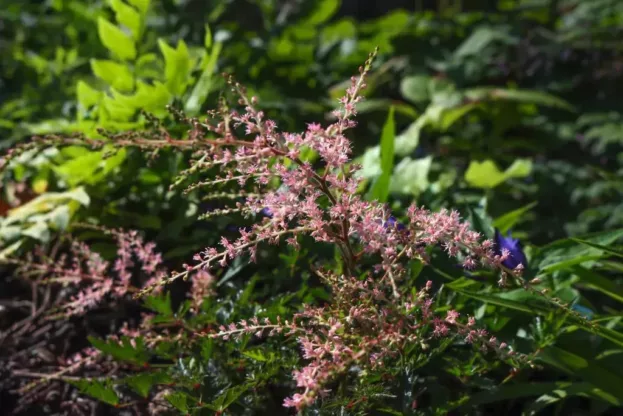 Astilbe simplicifolia 'Sprite' - Zwerg-Prachtspiere