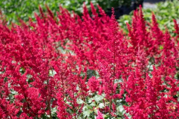Astilbe 'Fanal'