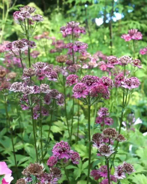 Astrantia major 'Star of Beauty', Sterndolde