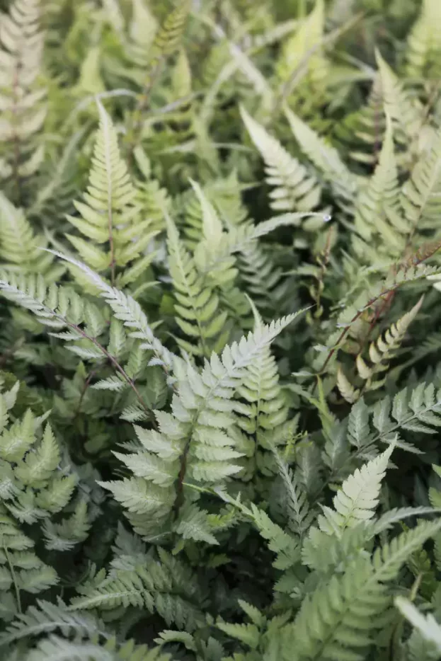 Athyrium niponicum 'Metallicum', Brokat-Farn