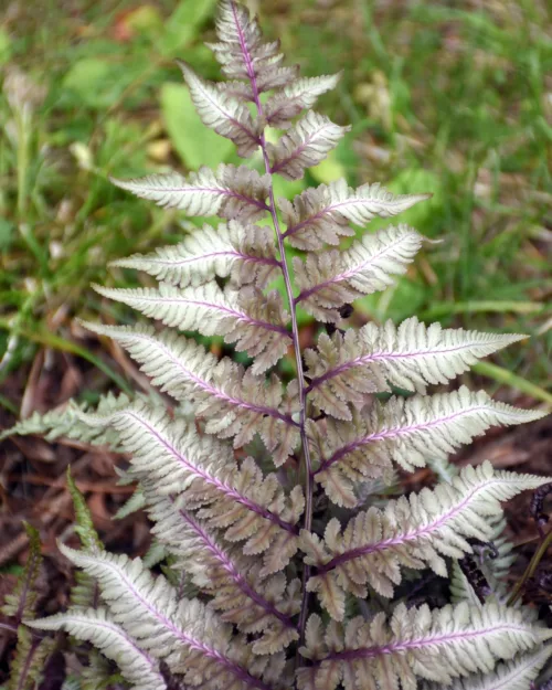 Athyrium nippponium 'Metallicum'