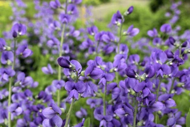 Baptisa australis, Indigo-Lupine