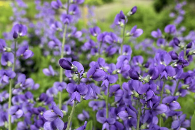 Baptisa australis, Indigo-Lupine