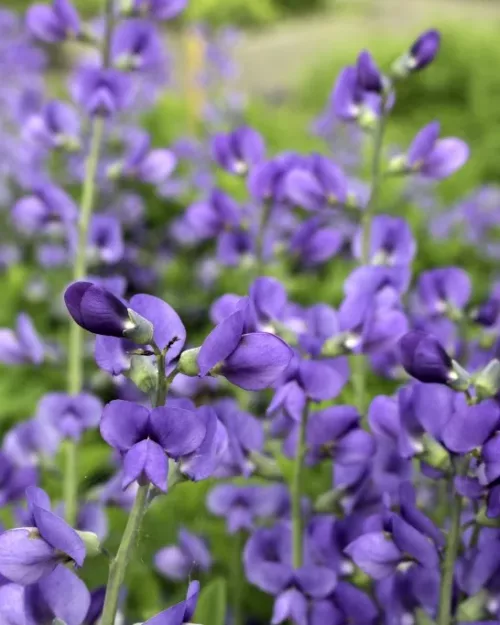 Baptisa australis, Indigo-Lupine