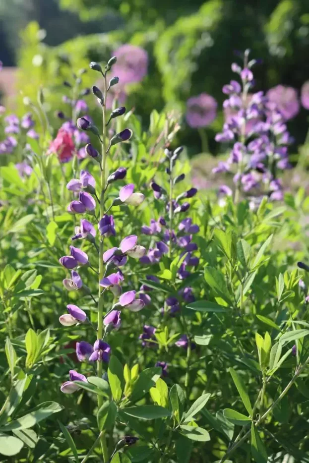 Baptisia 'Blueberry Sundae', Indigo-Lupine