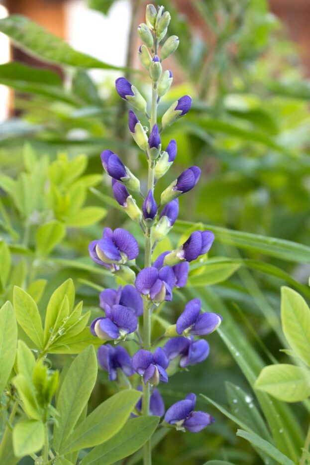 Baptisia 'Blueberry Sundae', Indigo-Lupine