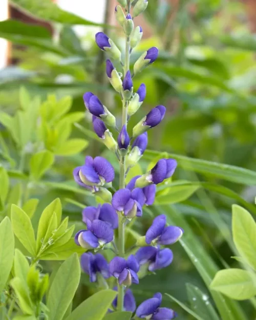 Baptisia 'Blueberry Sundae', Indigo-Lupine