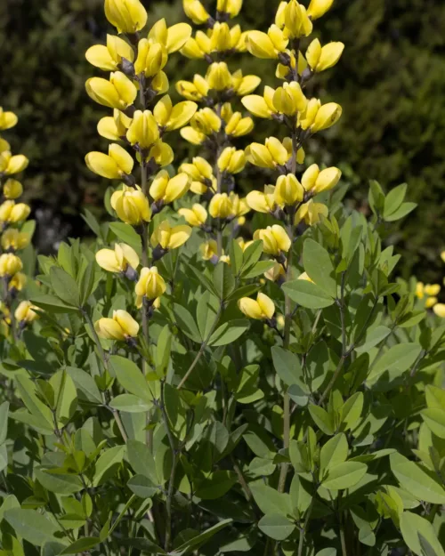 Baptisia Decadence 'Lemon Meringue', Färberhülse, Indigolupine