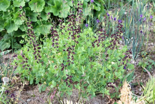 Baptisia 'Dutch Chocolate', Indigolupine