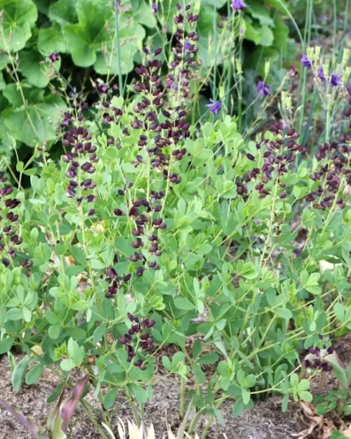 Baptisia 'Dutch Chocolate', Indigolupine