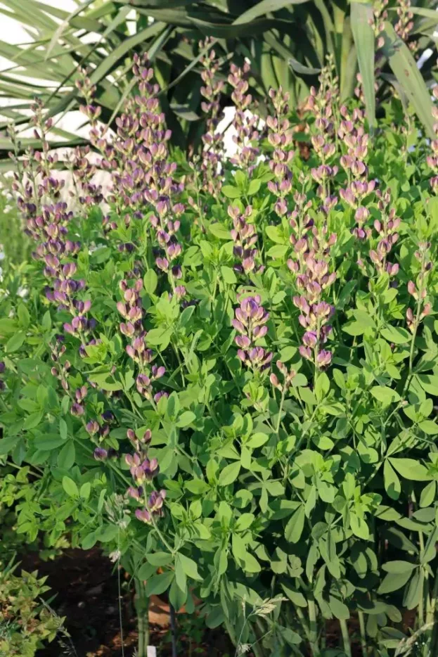 Baptisia 'Dutch Chocolate', Indigolupine