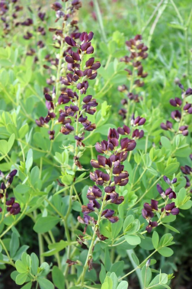 Baptisia 'Dutch Chocolate', Indigolupine