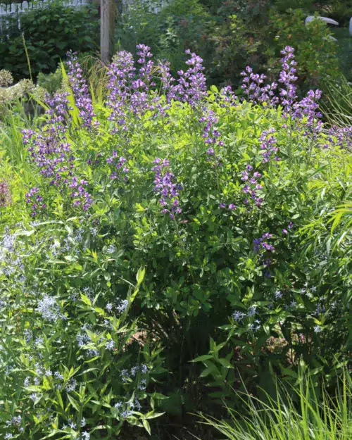 Baptisia australis - Färberhülse, Indigolupine