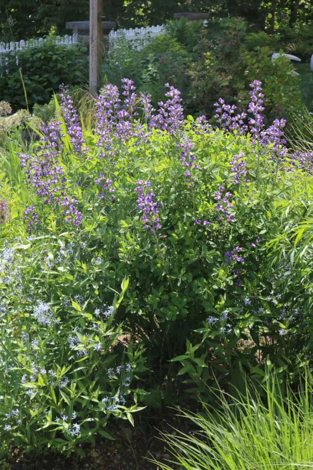Baptisia australis - Färberhülse, Indigolupine