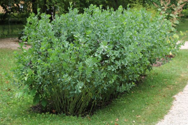 Baptisia australis, Indigolupine