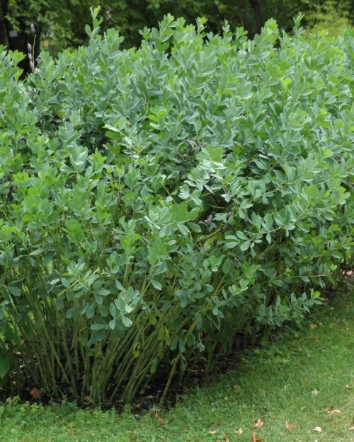 Baptisia australis, Indigolupine