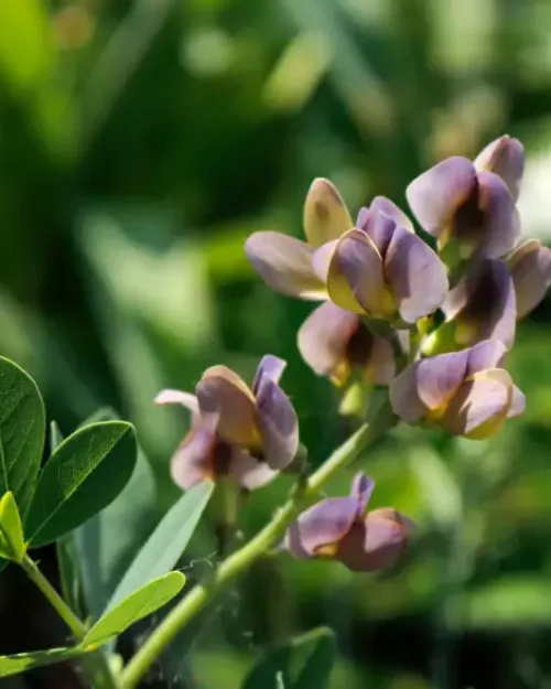 Baptisia ‘Dutch Chocolate’, Färberhülse