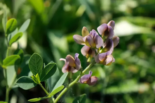 Baptisia ‘Dutch Chocolate’, Färberhülse