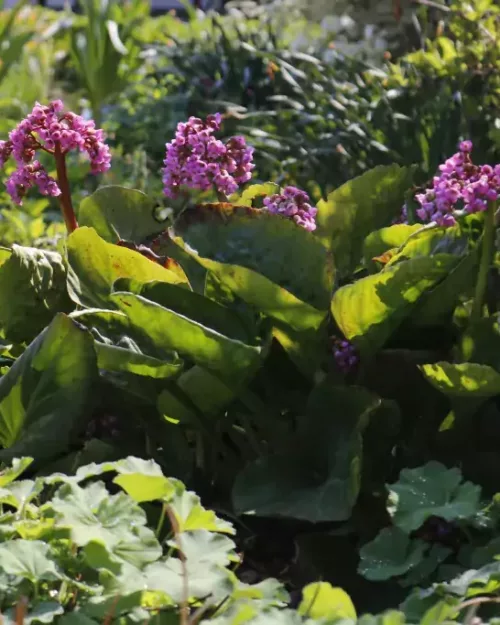 Bergenia 'Eroica', Bergenie, Riesen-Steinbrech