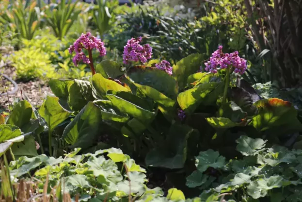 Bergenia 'Eroica', Bergenie, Riesen-Steinbrech