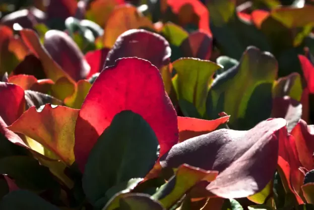 Bergenia 'Eroica', Bergenie, Riesen-Steinbrech
