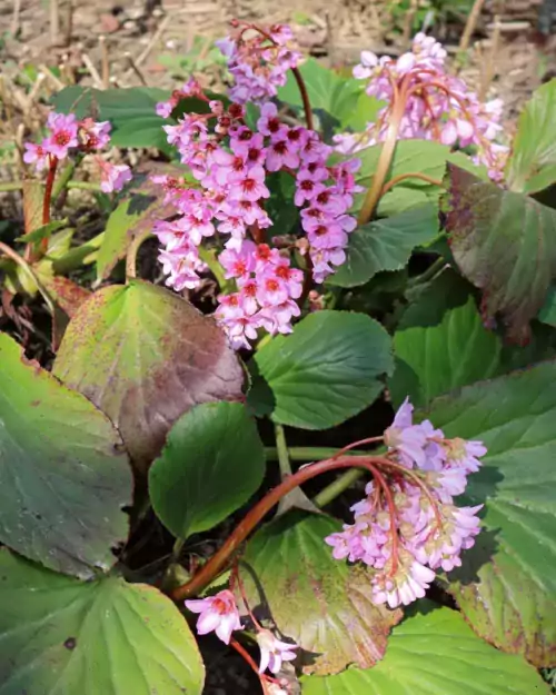 Bergenia cordifolia, Blüte im März