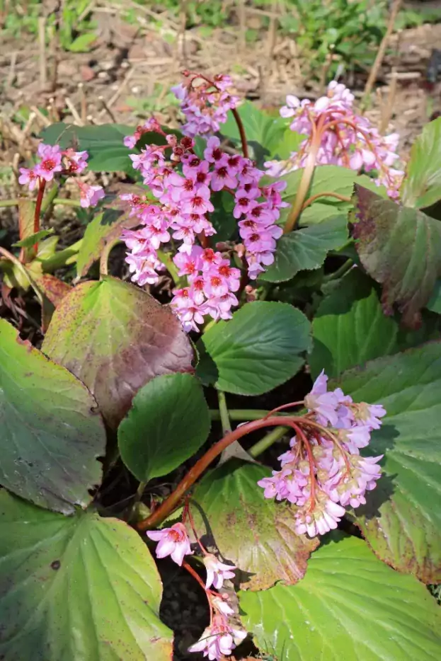 Bergenia cordifolia, Blüte im März