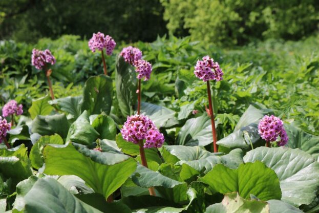 Bergenia cordifolia, Riesensteinbrech