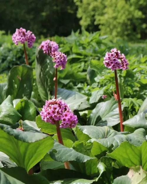 Bergenia cordifolia, Riesensteinbrech