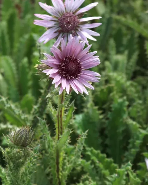 Berkheya purpurea, Purpur-Prachtdistel