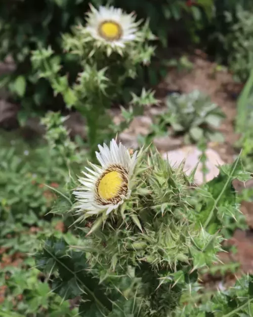 Berkheya cirsiifolia, Kratzdistelblättrige Prachtdistel