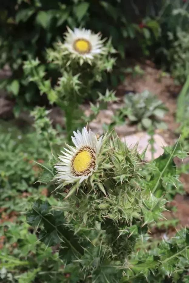 Berkheya cirsiifolia, Kratzdistelblättrige Prachtdistel