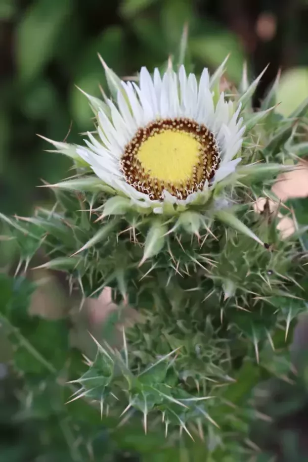 Berkheya cirsiifolia, Kratzdistelblättrige Prachtdistel