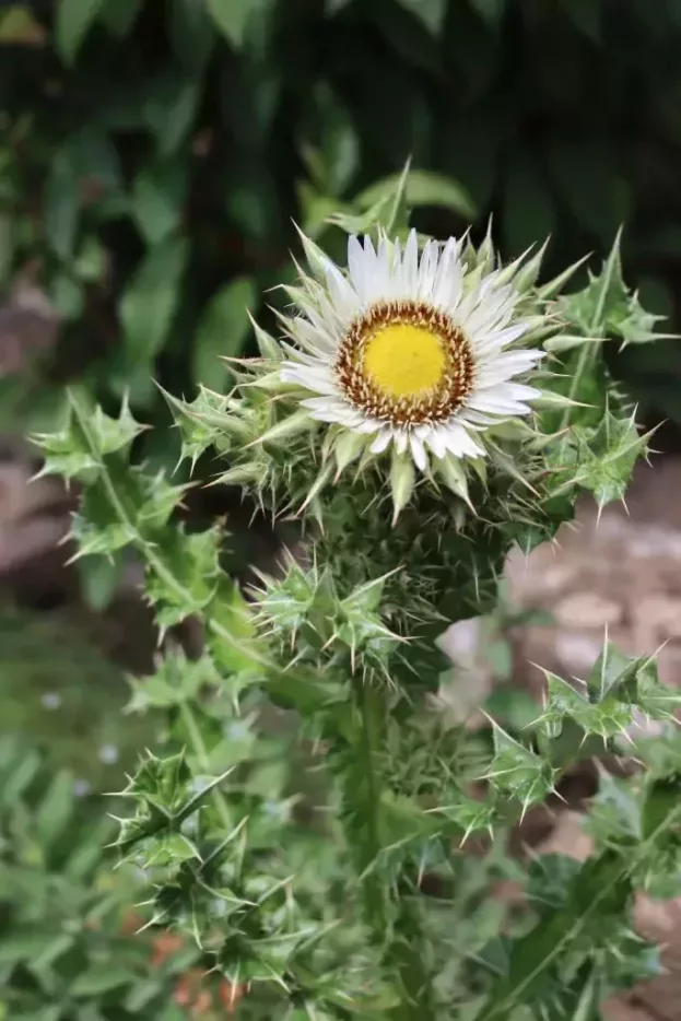 Berkheya cirsiifolia, Kratzdistelblättrige Prachtdistel