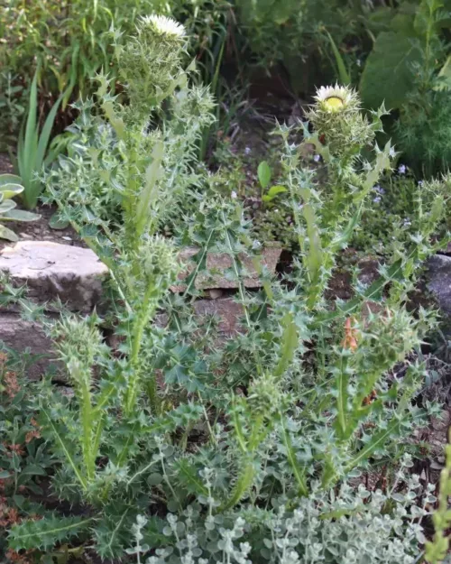 Berkheya cirsiifolia, Kratzdistelblättrige Prachtdistel