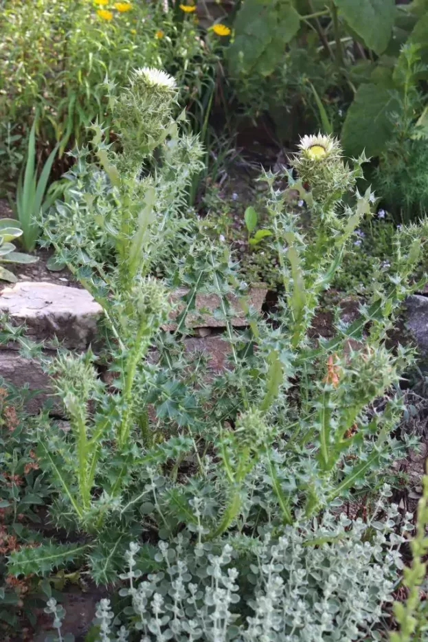 Berkheya cirsiifolia, Kratzdistelblättrige Prachtdistel