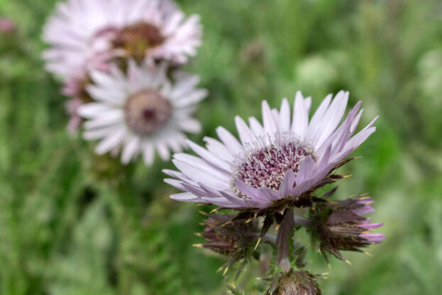 Berkheya purpurea, Purpur-Prachtdistel